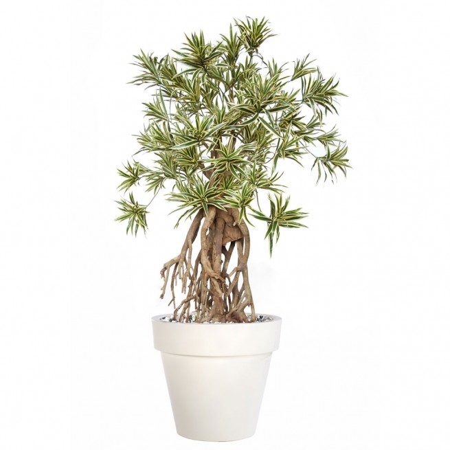 Planta semi-artificiala Ila, Dracaena Reflexa Everglades Variegated